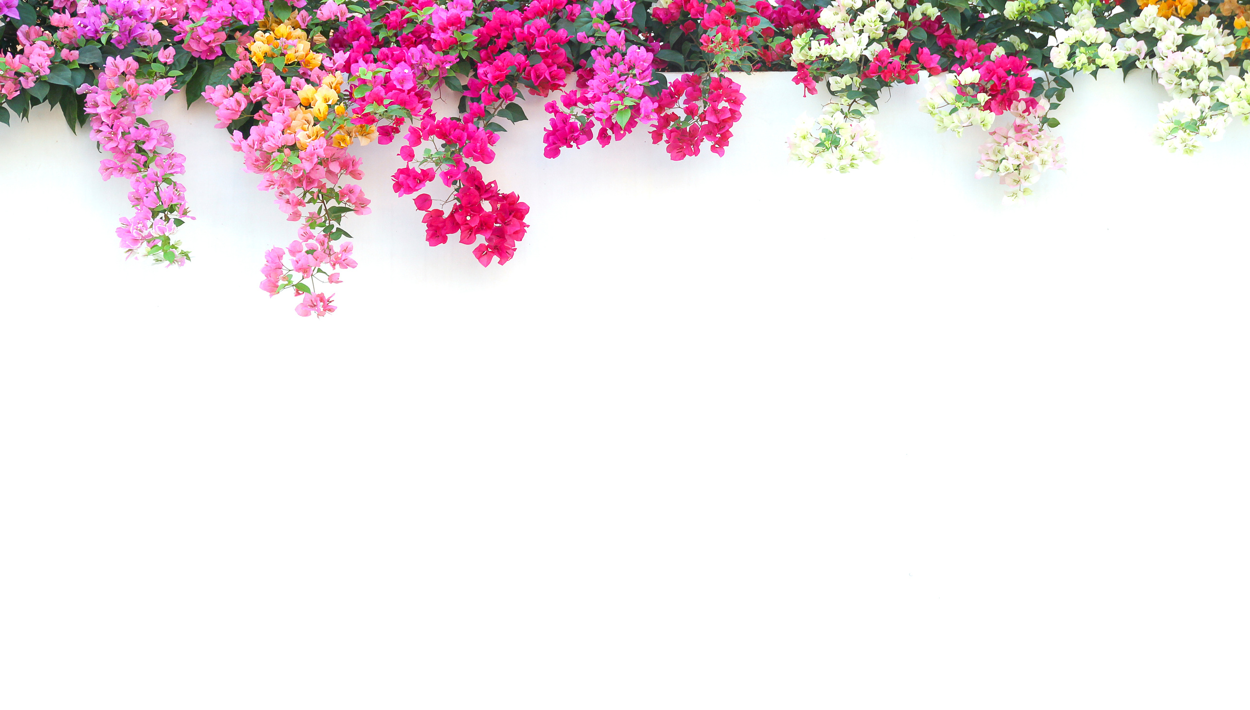 Bougainvillea